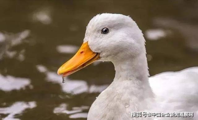 被美国人偷偷带走，花15亿买回来，“北京鸭”的百年回归路