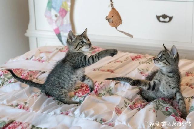 你知道“狸花猫”的英文是什么吗？说出来吓你一跳！