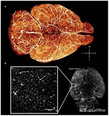 2022年3月Science期刊精华
