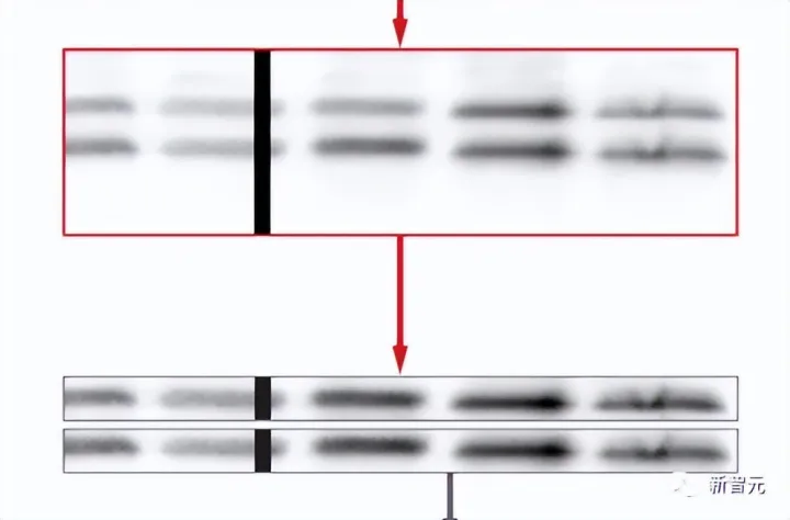 Science揭露奠基研究最大骗局：被引2300多次，重量级造假论文误导学界16年