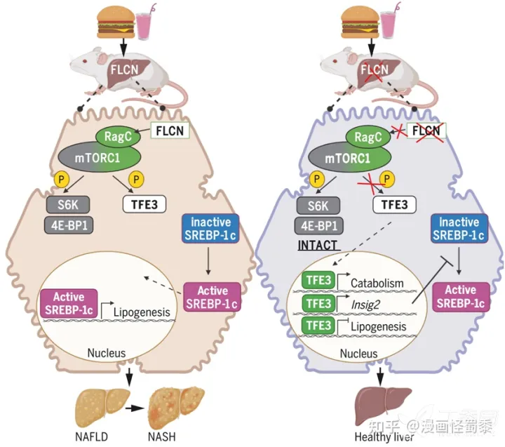 Science期刊重磅汇总（2022年4月）
