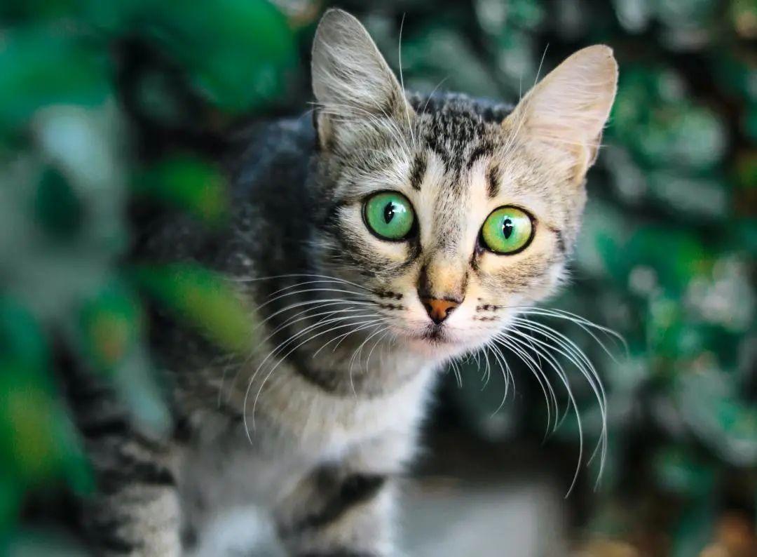 你知道“狸花猫”的英文是什么吗？说出来吓你一跳