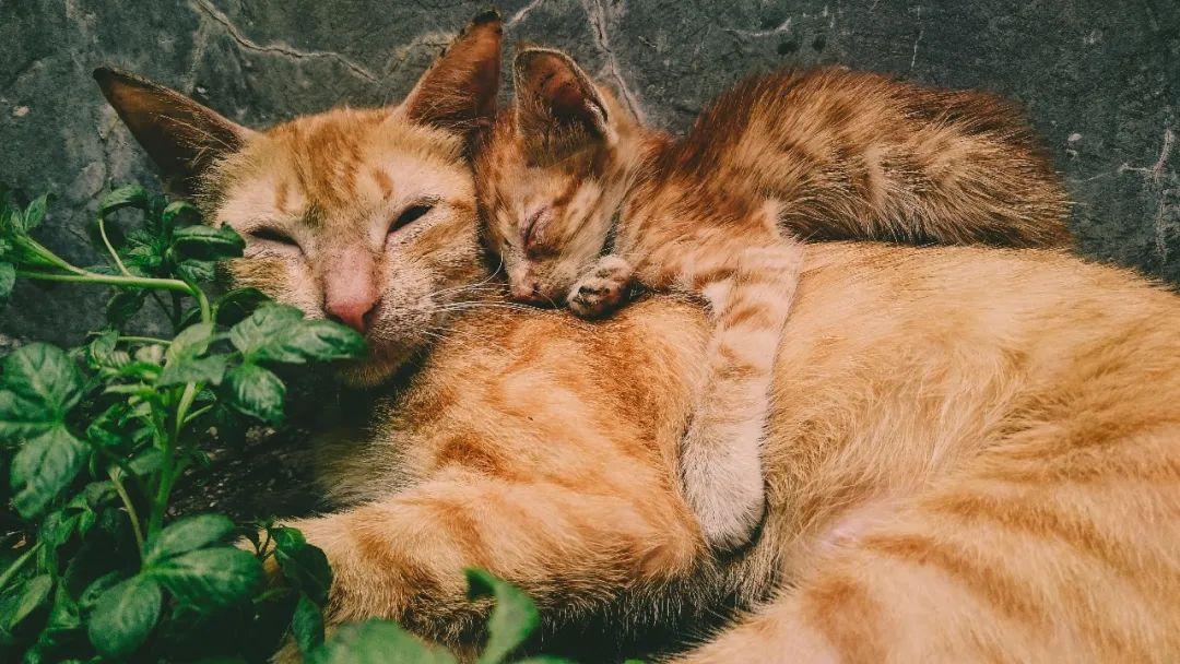 你知道“狸花猫”的英文是什么吗？说出来吓你一跳