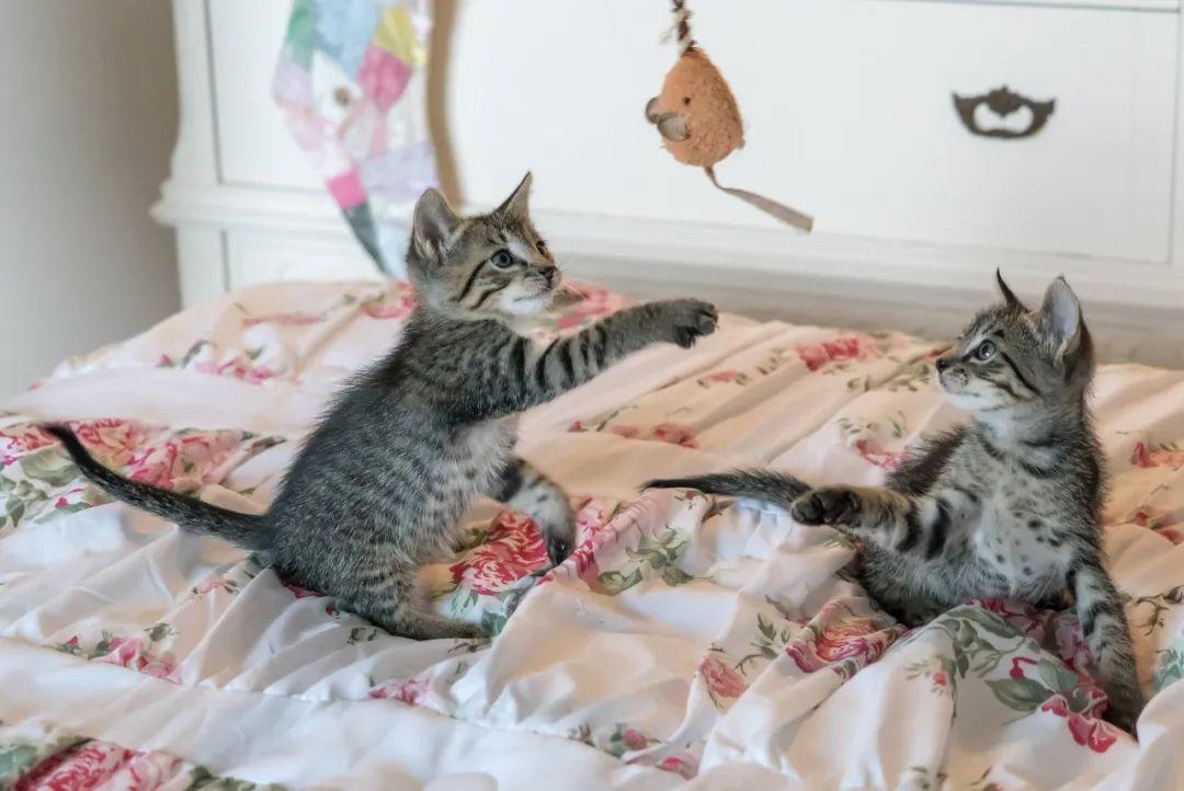 你知道“狸花猫”的英文是什么吗？说出来吓你一跳