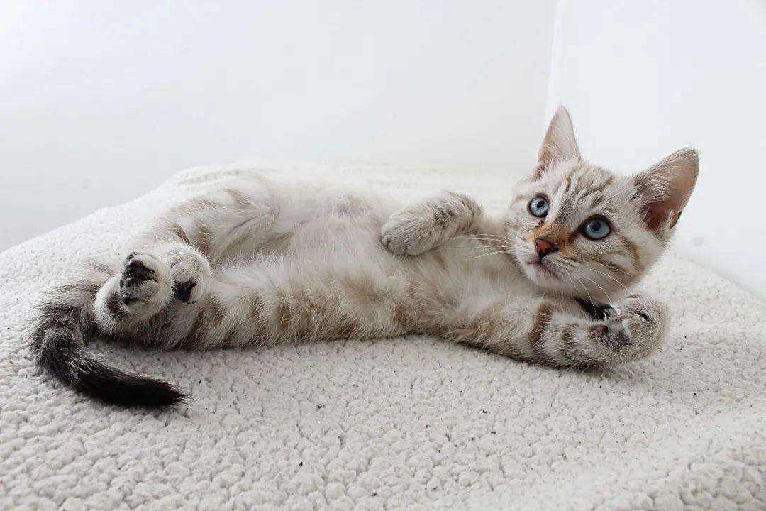你知道“狸花猫”的英文是什么吗？说出来吓你一跳