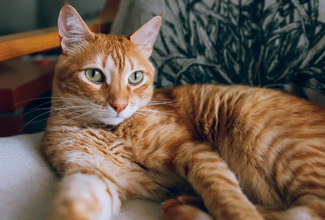 你知道“狸花猫”的英文是什么吗？说出来吓你一跳