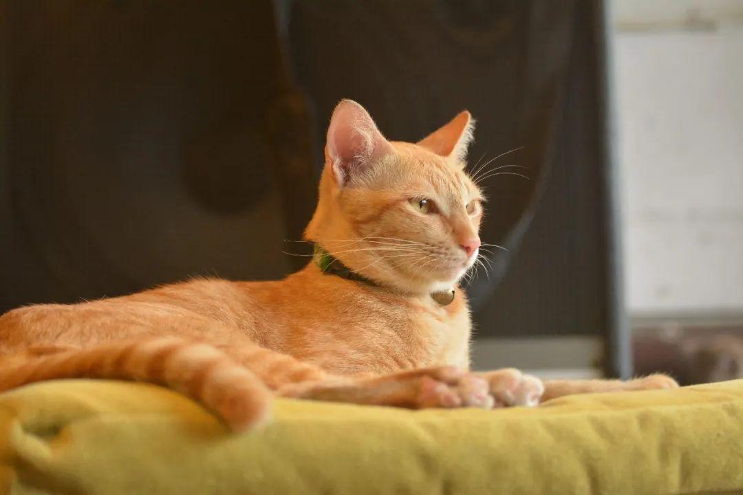 你知道“狸花猫”的英文是什么吗？说出来吓你一跳