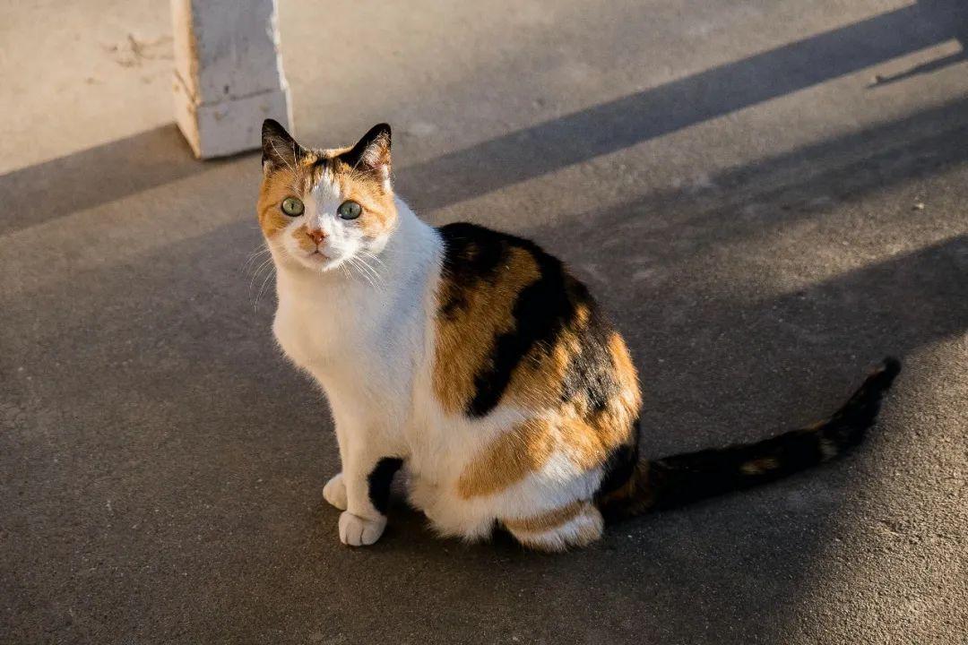 你知道“狸花猫”的英文是什么吗？说出来吓你一跳
