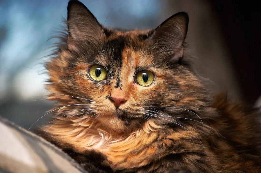 你知道“狸花猫”的英文是什么吗？说出来吓你一跳