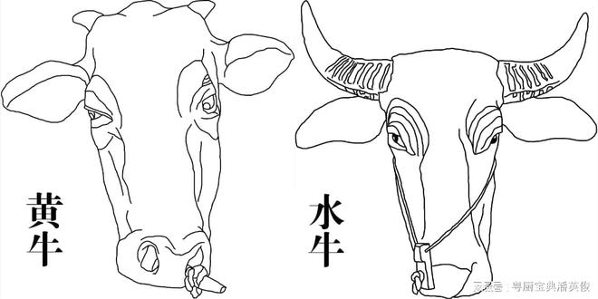 原料知识：做大厨要掌握的嫩肉粉知识，原理解密，建议收藏