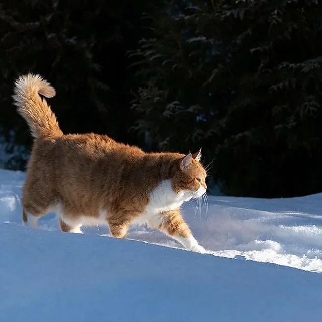 即使你阅猫无数，见到这只橘猫也会心动，真的太美了！