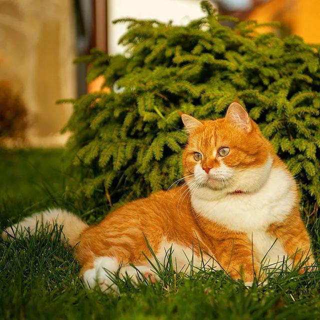 即使你阅猫无数，见到这只橘猫也会心动，真的太美了！