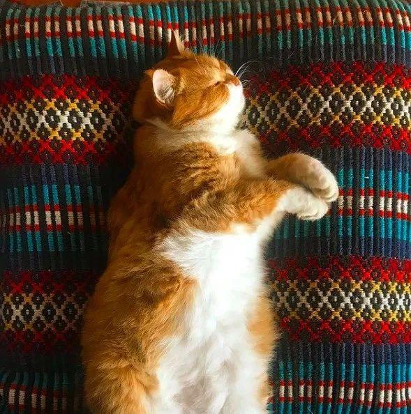 长得像招财猫的橘猪，一动起来，居然有“猛虎出山”的气场