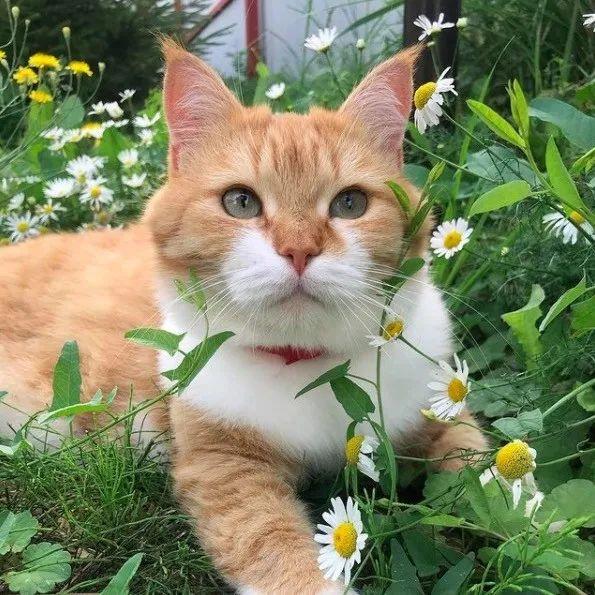 长得像招财猫的橘猪，一动起来，居然有“猛虎出山”的气场