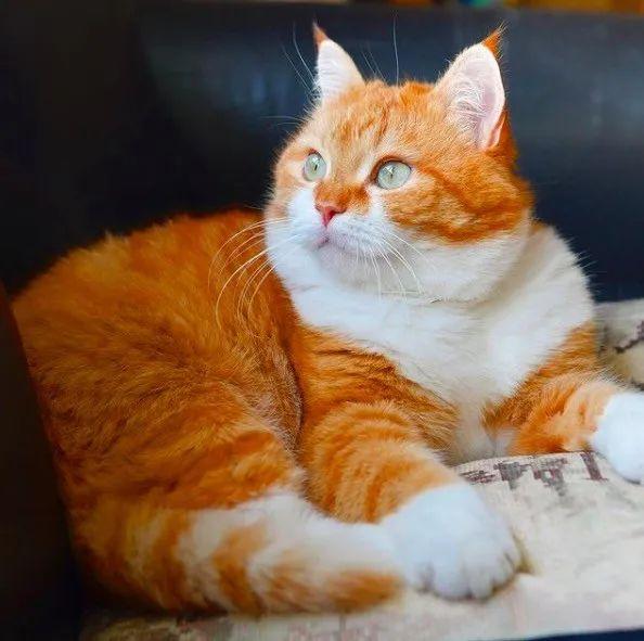 长得像招财猫的橘猪，一动起来，居然有“猛虎出山”的气场