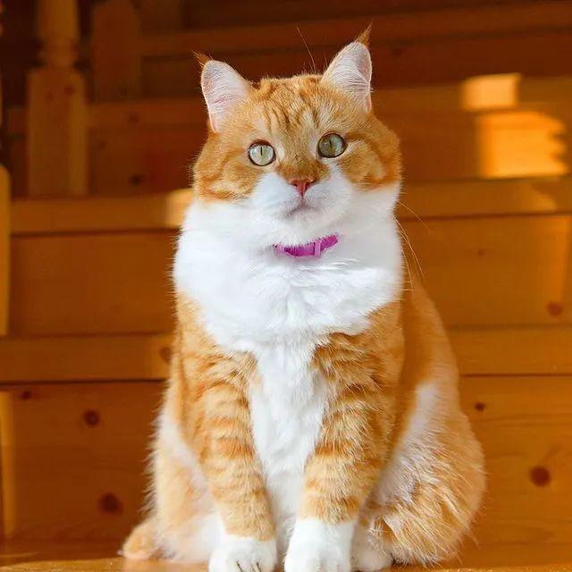 长得像招财猫的橘猪，一动起来，居然有“猛虎出山”的气场