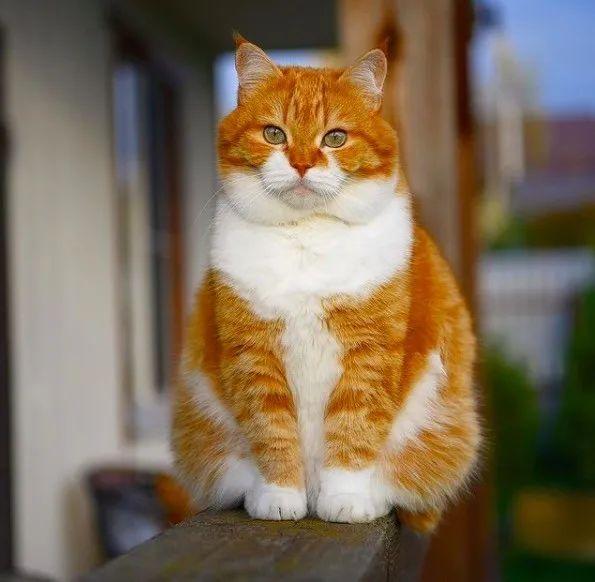 长得像招财猫的橘猪，一动起来，居然有“猛虎出山”的气场