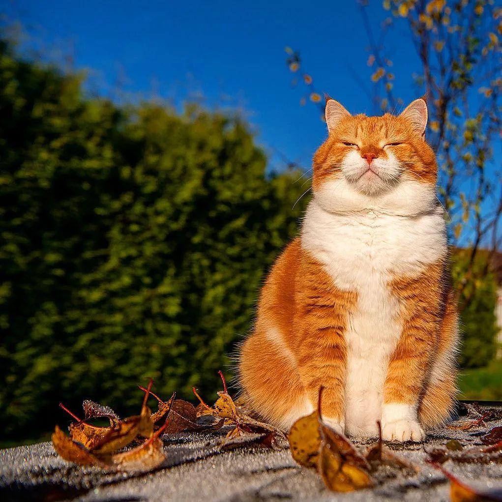 长得像招财猫的橘猪，一动起来，居然有“猛虎出山”的气场