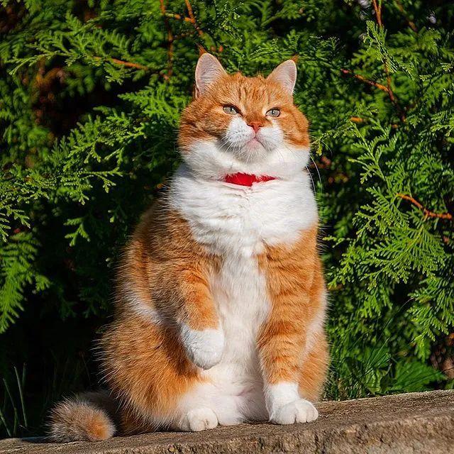 长得像招财猫的橘猪，一动起来，居然有“猛虎出山”的气场