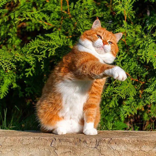 长得像招财猫的橘猪，一动起来，居然有“猛虎出山”的气场