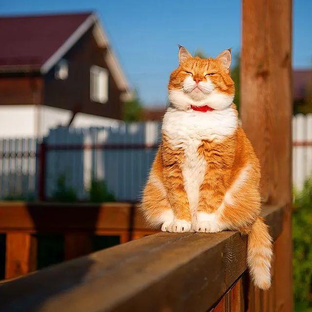 长得像招财猫的橘猪，一动起来，居然有“猛虎出山”的气场
