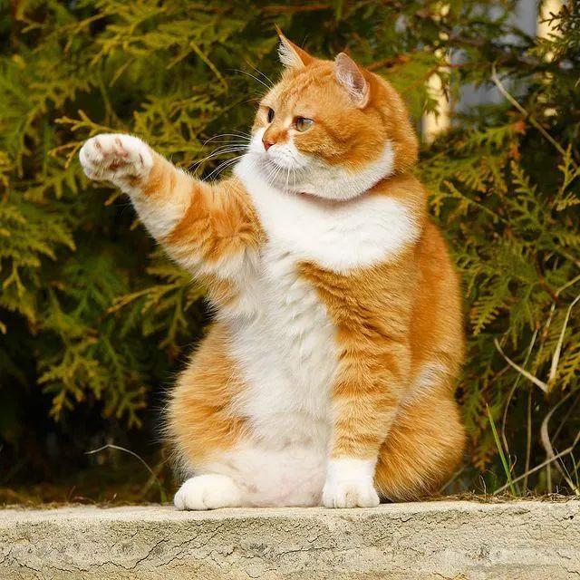 长得像招财猫的橘猪，一动起来，居然有“猛虎出山”的气场