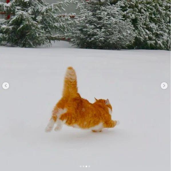 长得像招财猫的橘猪，一动起来，居然有“猛虎出山”的气场