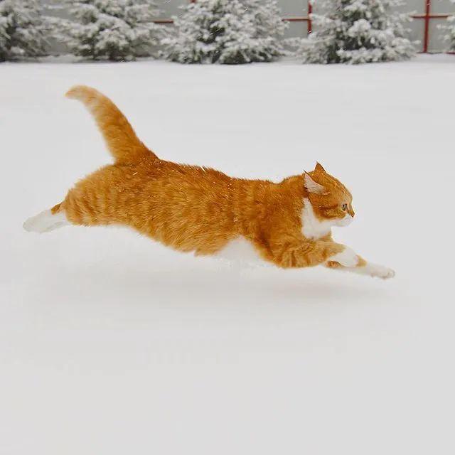 长得像招财猫的橘猪，一动起来，居然有“猛虎出山”的气场