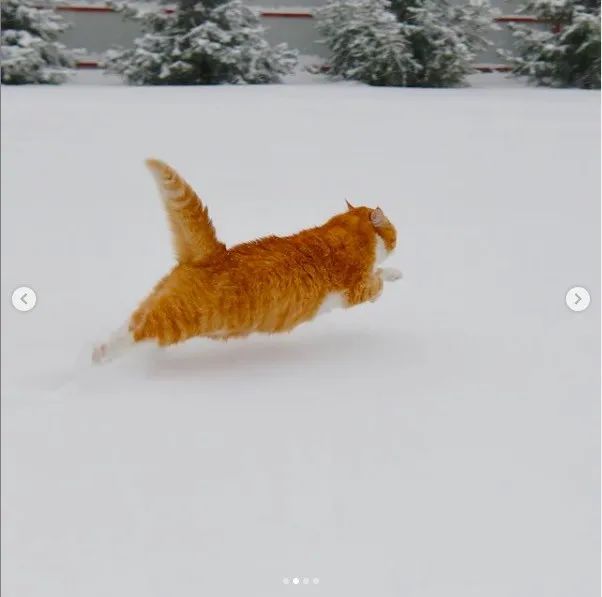 长得像招财猫的橘猪，一动起来，居然有“猛虎出山”的气场