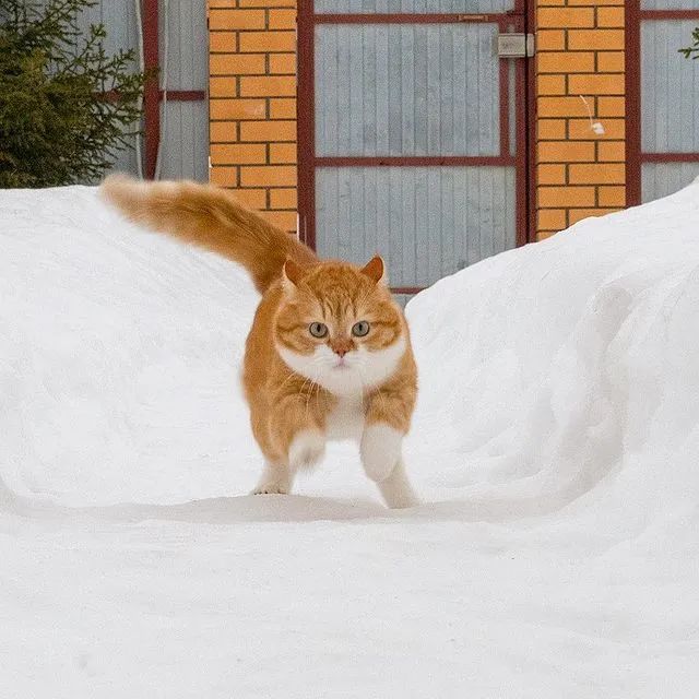 长得像招财猫的橘猪，一动起来，居然有“猛虎出山”的气场