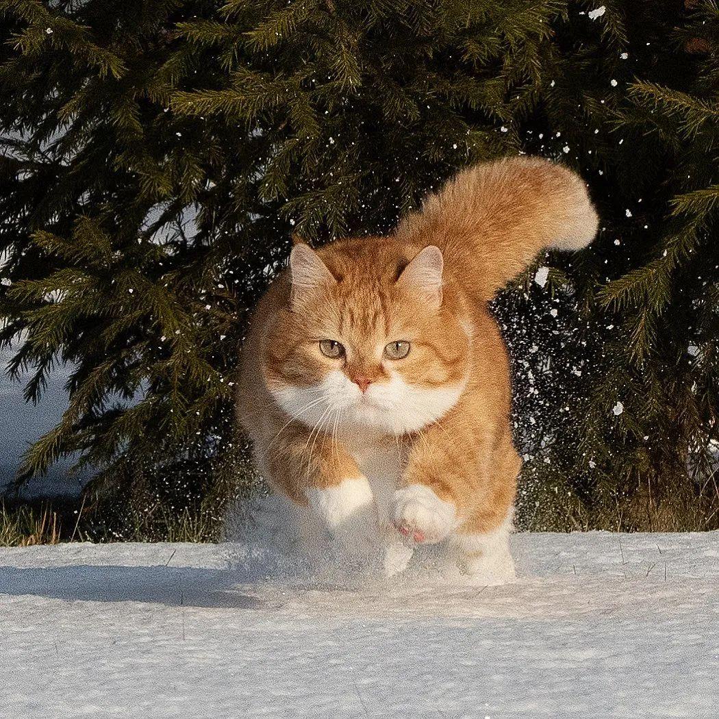 长得像招财猫的橘猪，一动起来，居然有“猛虎出山”的气场