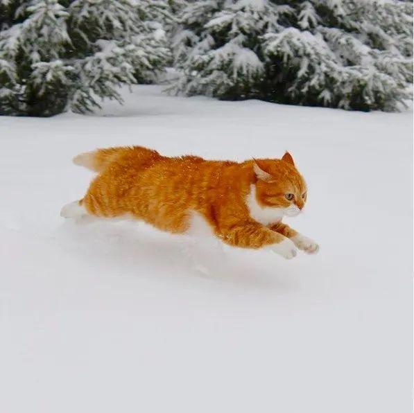 长得像招财猫的橘猪，一动起来，居然有“猛虎出山”的气场