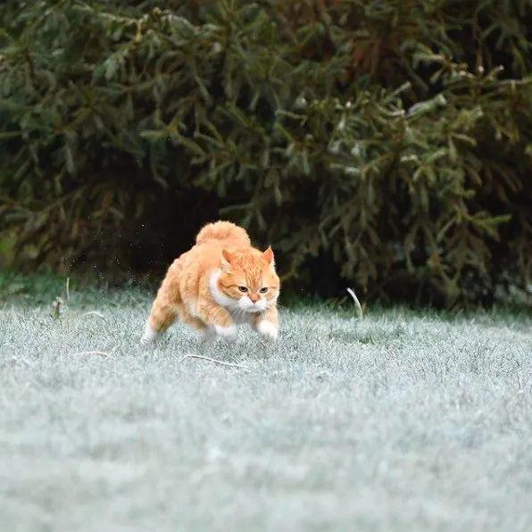 长得像招财猫的橘猪，一动起来，居然有“猛虎出山”的气场