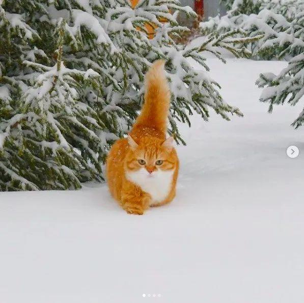 长得像招财猫的橘猪，一动起来，居然有“猛虎出山”的气场