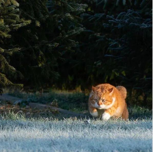 长得像招财猫的橘猪，一动起来，居然有“猛虎出山”的气场