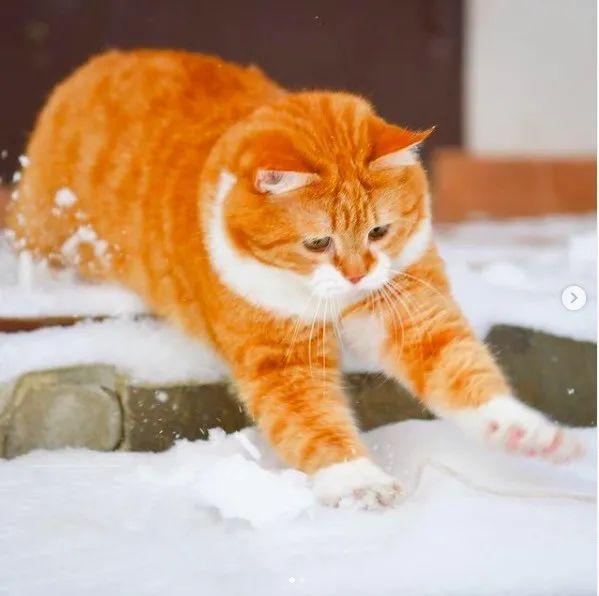 长得像招财猫的橘猪，一动起来，居然有“猛虎出山”的气场
