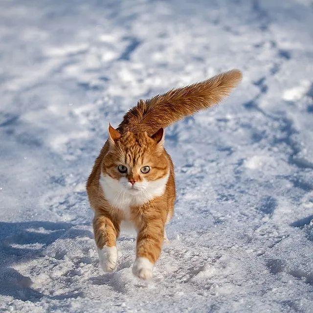 长得像招财猫的橘猪，一动起来，居然有“猛虎出山”的气场