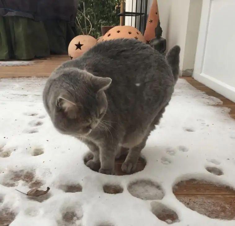 长得像招财猫的橘猪，一动起来，居然有“猛虎出山”的气场