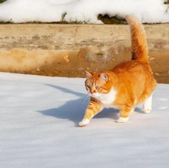 长得像招财猫的橘猪，一动起来，居然有“猛虎出山”的气场