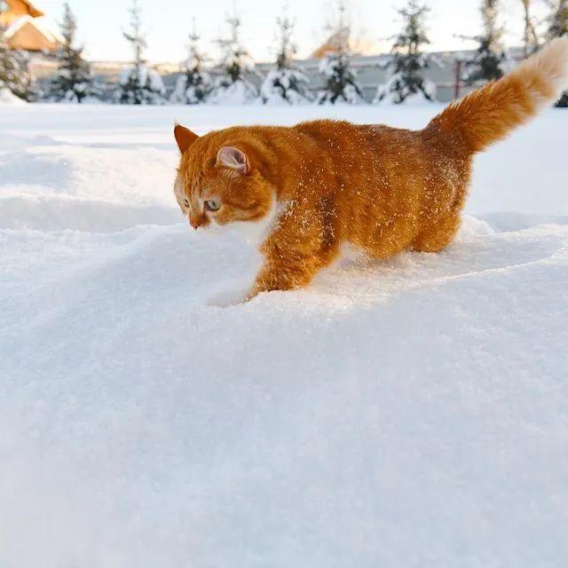 长得像招财猫的橘猪，一动起来，居然有“猛虎出山”的气场