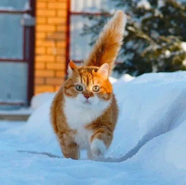 长得像招财猫的橘猪，一动起来，居然有“猛虎出山”的气场