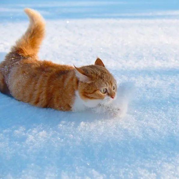 长得像招财猫的橘猪，一动起来，居然有“猛虎出山”的气场