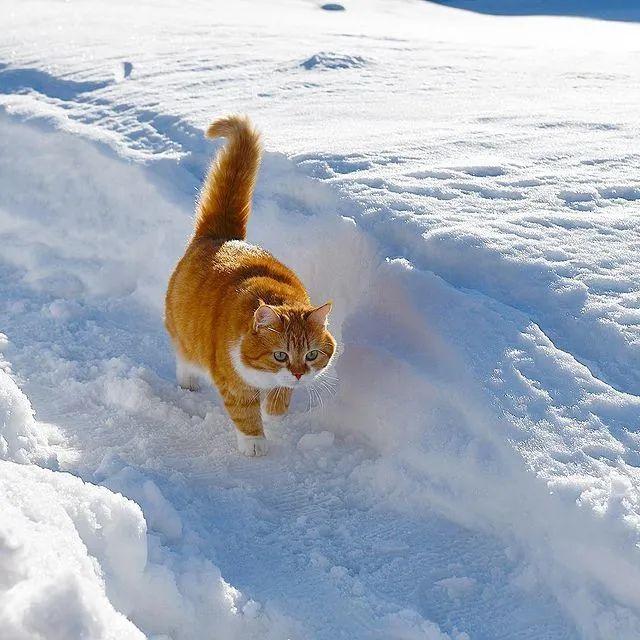长得像招财猫的橘猪，一动起来，居然有“猛虎出山”的气场
