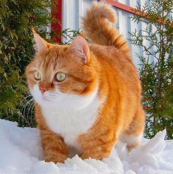 长得像招财猫的橘猪，一动起来，居然有“猛虎出山”的气场