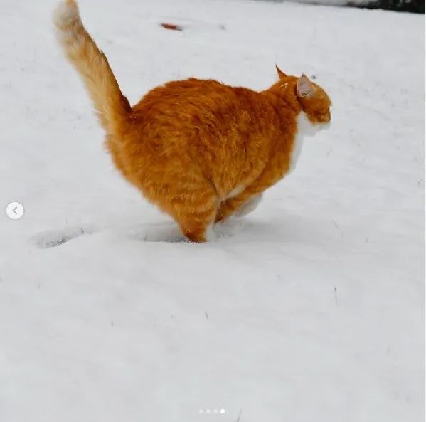 长得像招财猫的橘猪，一动起来，居然有“猛虎出山”的气场