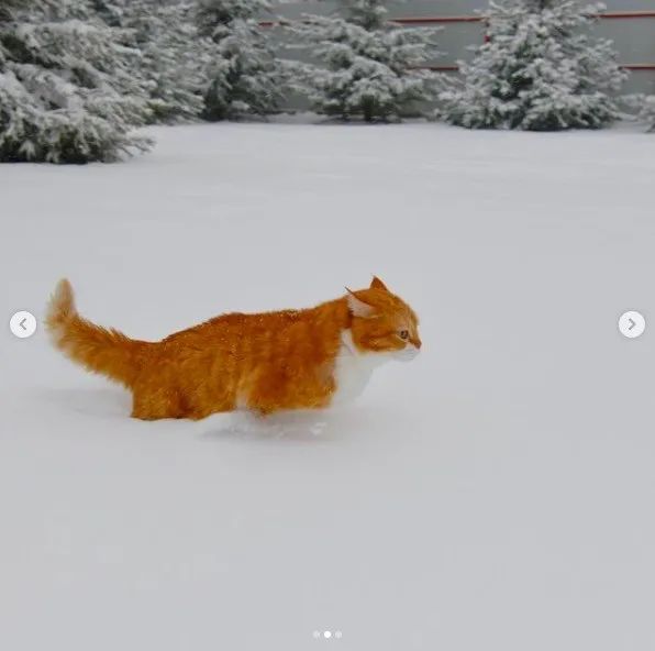 长得像招财猫的橘猪，一动起来，居然有“猛虎出山”的气场