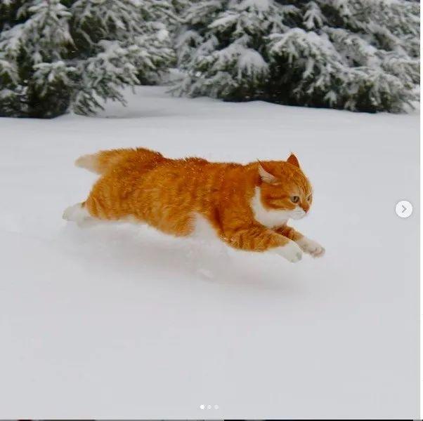 长得像招财猫的橘猪，一动起来，居然有“猛虎出山”的气场