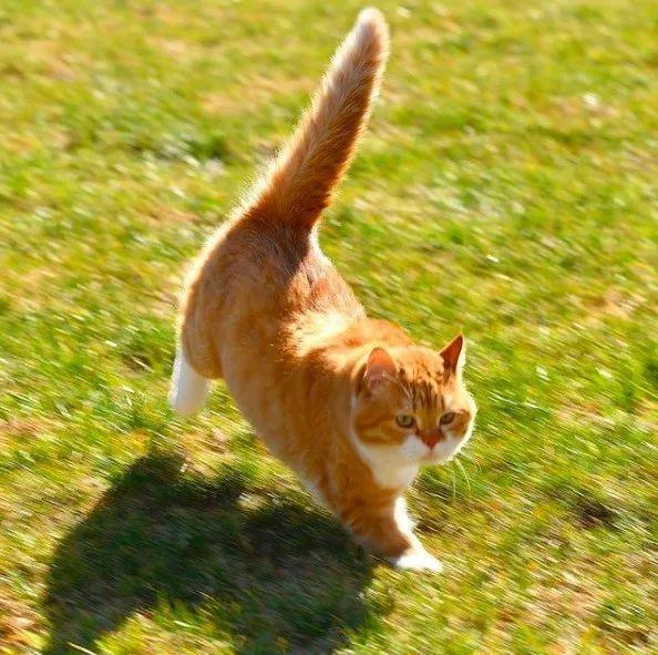 长得像招财猫的橘猪，一动起来，居然有“猛虎出山”的气场