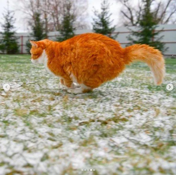 长得像招财猫的橘猪，一动起来，居然有“猛虎出山”的气场