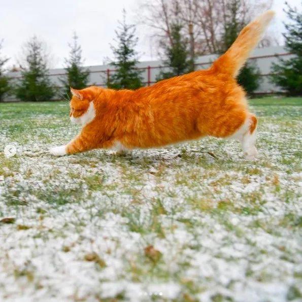 长得像招财猫的橘猪，一动起来，居然有“猛虎出山”的气场
